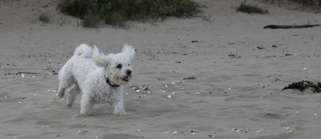 dog at the beach